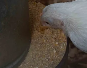 Alternativas alimentares na avicultura caipira