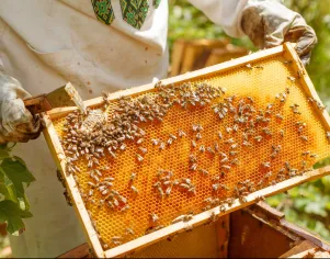 Boas práticas na Fabricação de mel e outros produtos de abelhas