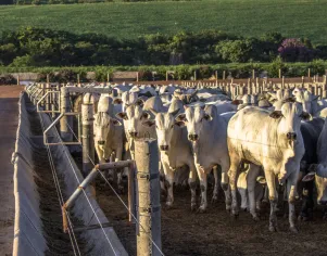 Sistema de Enriquecimento de Dejetos Bovinos para Uso Agropecuário