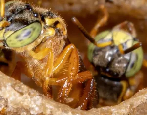 Meliponicultura: Criação e Manejo de Abelhas sem Ferrão